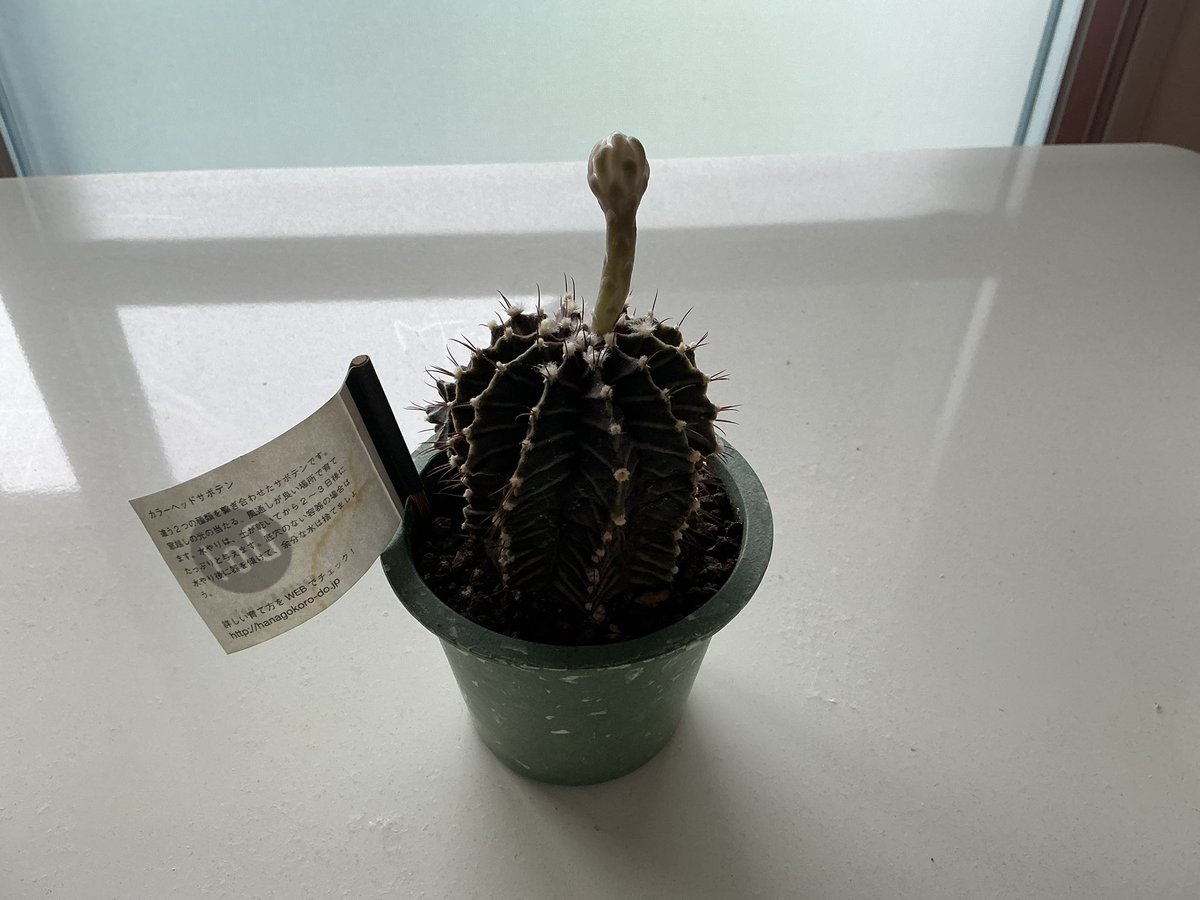 mt_hoken's tweet photo. #自宅　#観葉植物　#サ���テン　#花咲いた https://t.co/tSTvhKXVRS