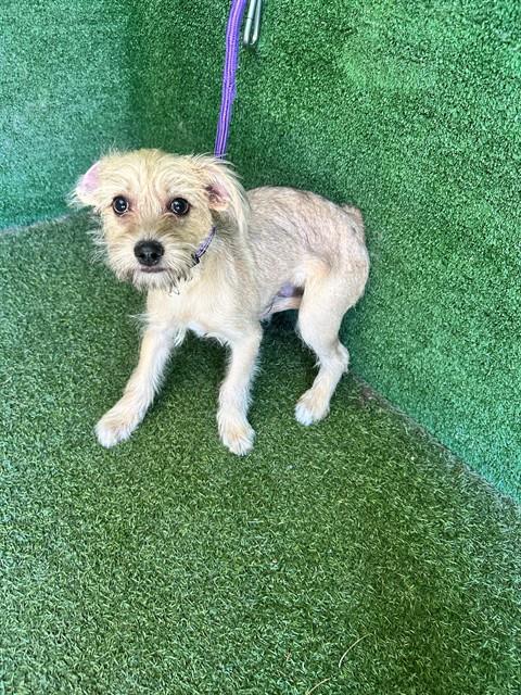 AnimaLancaster's tweet photo. #A5792869
Male, brown Terrier
4 months old.
https://t.co/IM4yggwooY https://t.co/FTjtHq1WKU