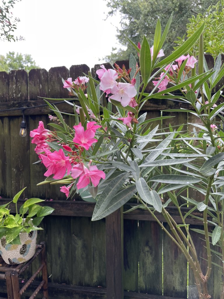 JustLeslieCat's tweet photo. Doing a little garden maintenance since it’s almost pleasant out https://t.co/iJ6lvKgG2e