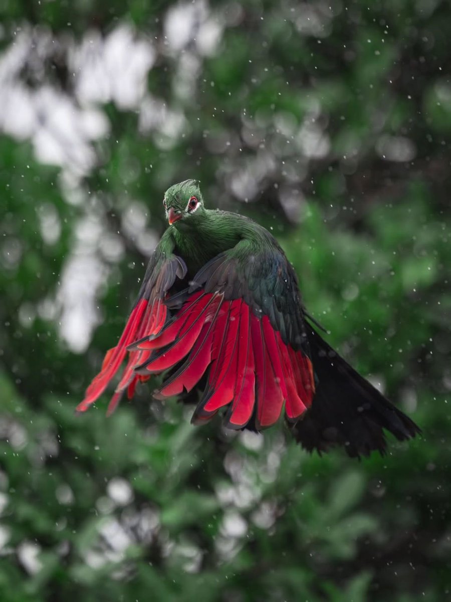 EvolveWildlife's tweet photo. A Knysna turaco lifts through a rain-soaked forest, its scarlet flight feathers a flash of colour as it breaks through the trees.

📷 Jacob Joubert https://t.co/8AVw5LNkUD