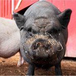 Photo by Pig of the Day 🐷 (@Pigofthe)