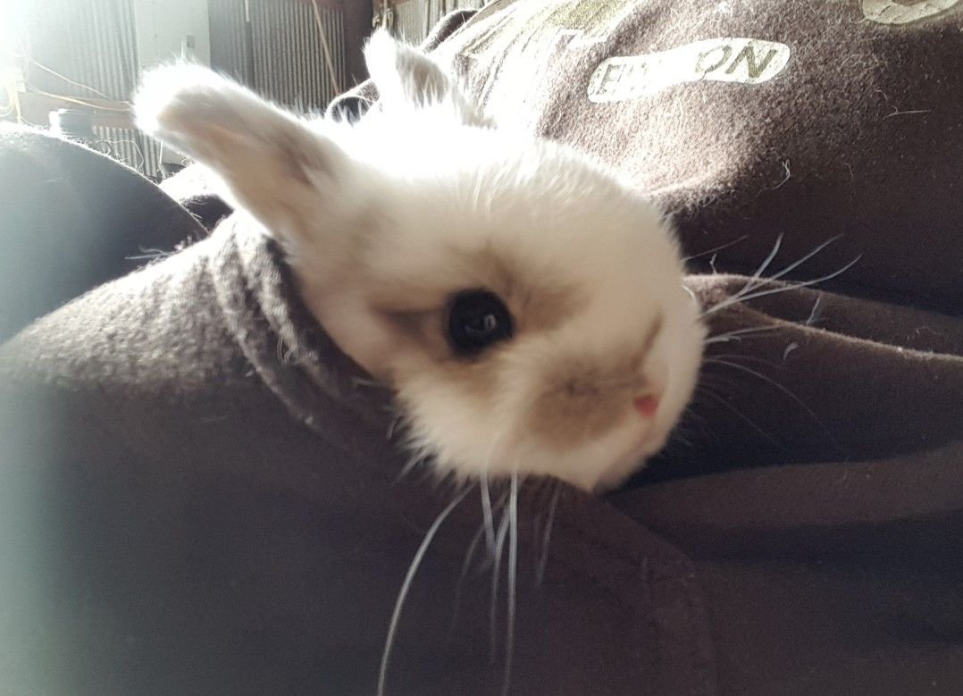 dependsnt's tweet photo. pocket bunni https://t.co/hKZYZiccnc