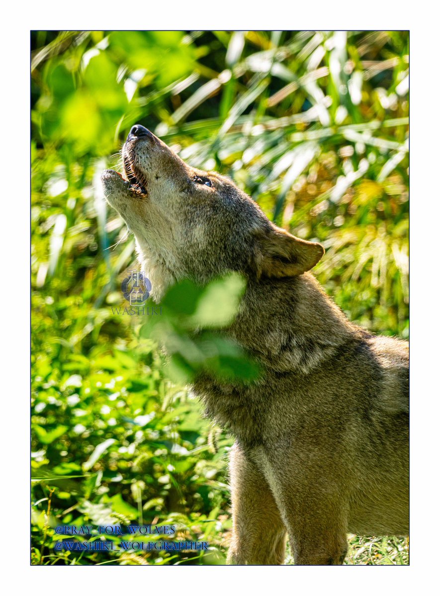 pray_for_wolves's tweet photo. 一周忌 https://t.co/6ypcEFgPDB