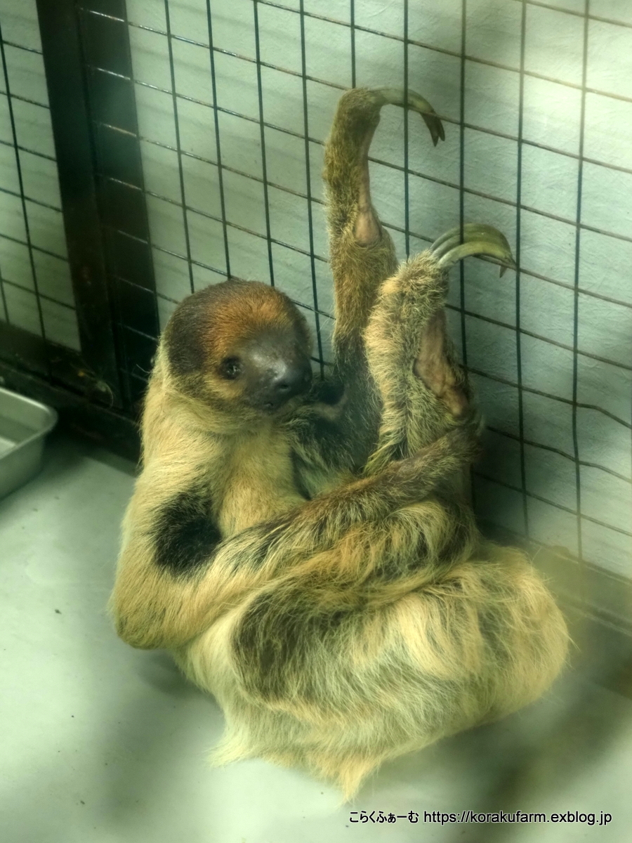 ナマケモノ研究所(The sloth research center)🦥 (@sametyphoon