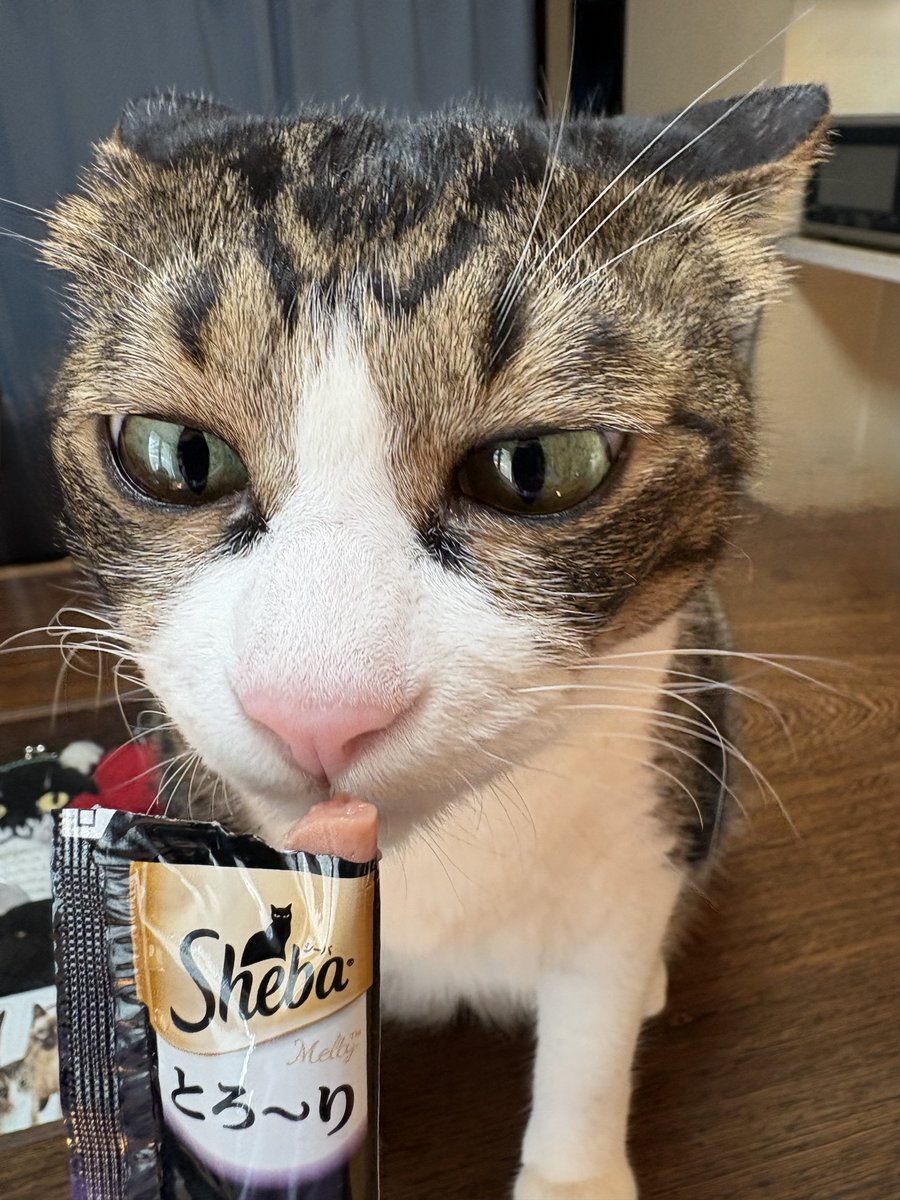 猫好きさんと繋がりたい
