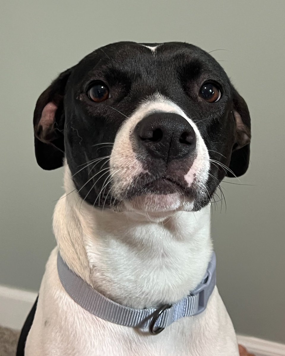 humanecharlotte's tweet photo. "She is doing great! Since the day she came for foster to now, she has really grown and shown her true personality. When she first came to our house she was shy, timid, friendly and a little hesitant. Now she is confident, sweet, loves to play." https://t.co/lHGf3dyWt9