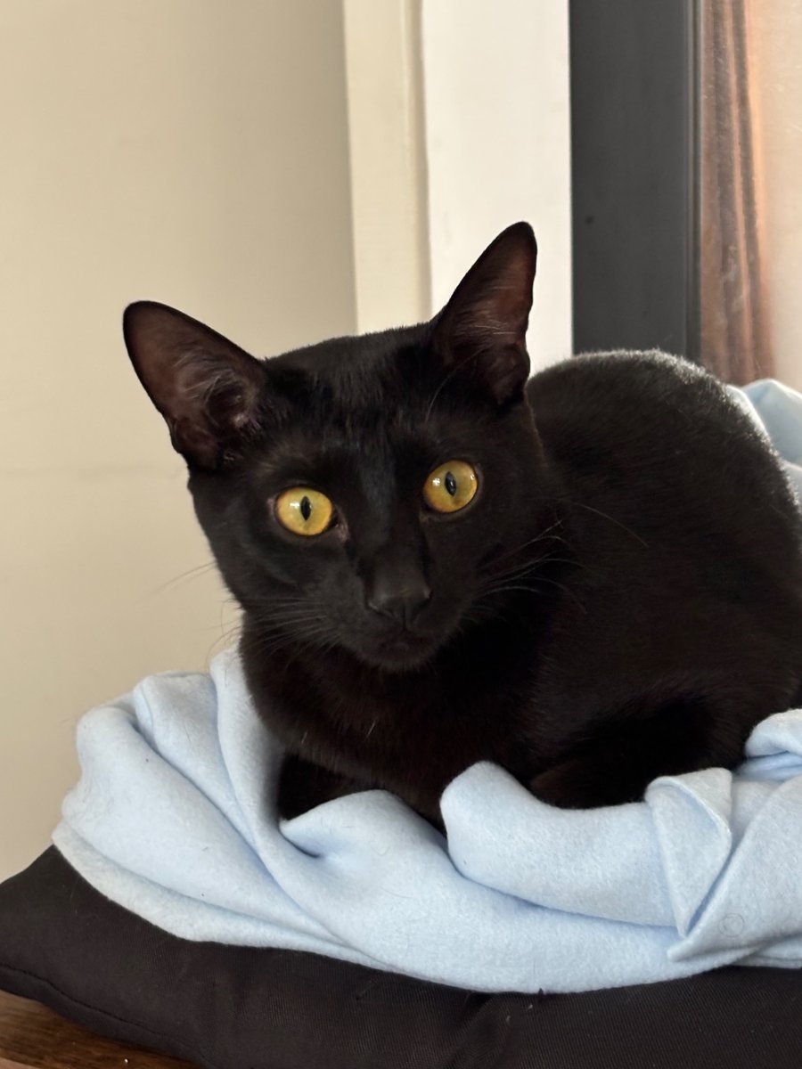 ausvinho's tweet photo. antes de adotar o flow eu tinha na cabeça que queria um laranjinha pra ser irmão da nami mas quando fomos no dibea adotar não tinha 1 sequer e tava entupido de gato preto. um deles tava doidinho desesperado pra sair de lá e foi o que a gente trouxe pra casa. ele que nos adotou 🖤 https://t.co/6toECKgHhc