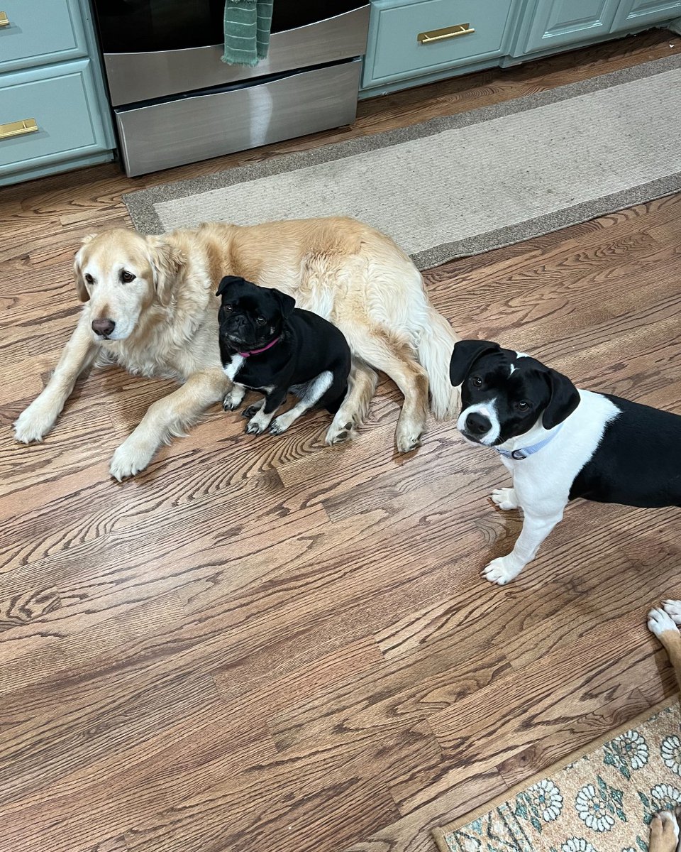 humanecharlotte's tweet photo. "She is doing great! Since the day she came for foster to now, she has really grown and shown her true personality. When she first came to our house she was shy, timid, friendly and a little hesitant. Now she is confident, sweet, loves to play." https://t.co/lHGf3dyWt9