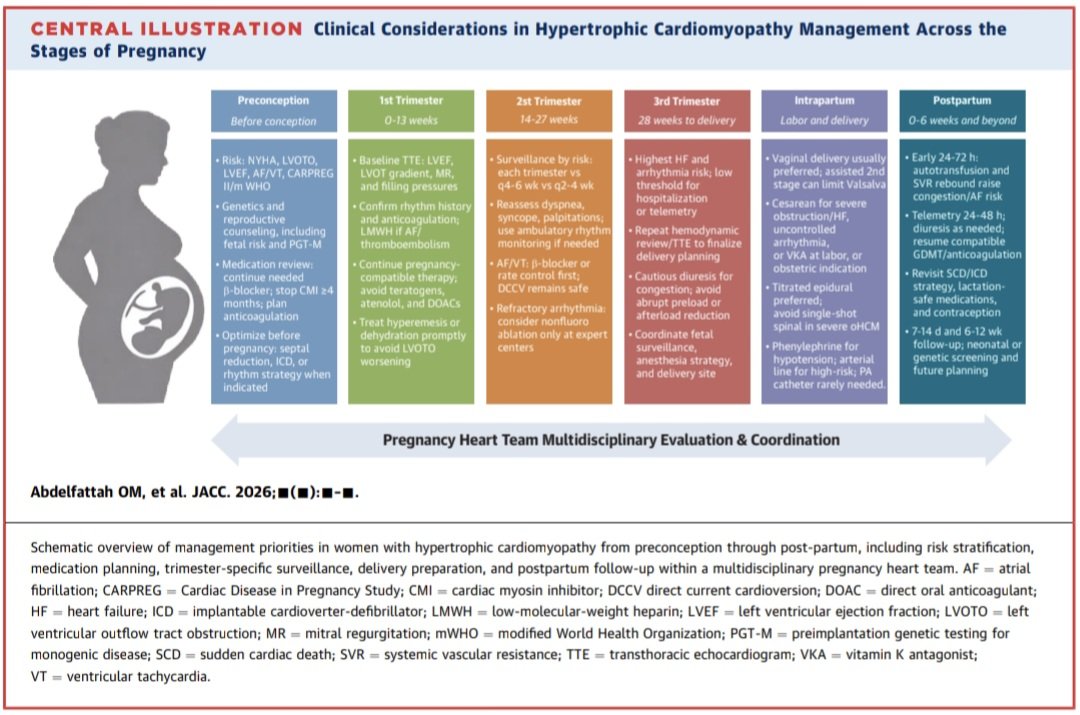 javier20ch's tweet photo. Miocardiopatía Hipertrófica & Embarazo. 🫀💥🤰
🔷️La mayoría de las mujeres con MCH pueden tener embarazos exitosos, siempre que exista una adecuada estratificación de riesgo y seguimiento por un equipo cardio-obstétrico especializado.
🔷️El momento más importante no es el embarazo, sino la consulta preconcepcional. Antes de intentar la gestación debe evaluarse la presencia de obstrucción del tracto de salida del VI, función sistólica, carga arrítmica, historia de IC y riesgo de muerte súbita.
🔷️La combinación de las escalas CARPREG II y mWHO permite identificar a las pacientes que requerirán vigilancia estrecha o incluso aconsejar diferir el embarazo si presentan FEVI <50%, síntomas NYHA III-IV o gradientes obstructivos severos.
🔷️Tto: los Ɓ-bloqueadores continúan siendo la piedra angular, con preferencia por metoprolol (o propranolol), mientras que debe evitarse atenolol por su asociación con restricción del crecimiento fetal. En MCH obstructiva sintomática debe considerarse miectomía septal o ablación septal antes de la concepción, ya que los inhibidores de miosina (mavacamten y aficamten) están contraindicados durante el embarazo por su potencial efecto teratogénico (se recomienda suspender mavacamten al menos 4 meses antes de buscar embarazo).

📚🆓️⤵️ State-Of-The-Art Review2026 @JACCJournals 💯 
https://t.co/QjiDicw1WT
https://t.co/8pQRUjvPoL