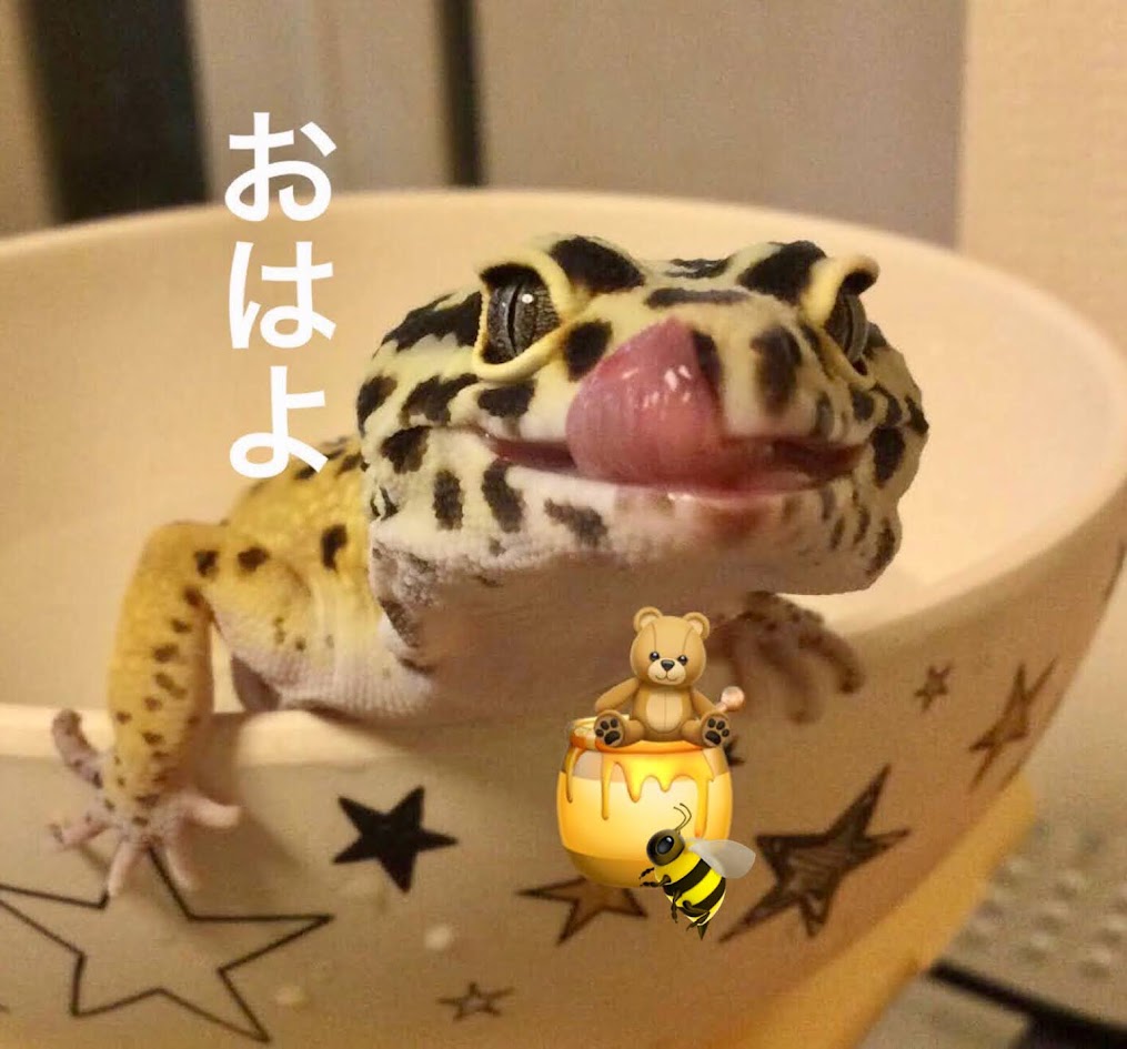 toskalt8513's tweet photo. おはようございます😀 #けつようび 🍑
今週も元気に宜しくお願いします🍀
8月3日は？ #はちみつの日 🍯で #八丁味噌の日 あと #ハイサワーの日 🍸
味噌カツ食べながら蜂蜜レモンサワー飲む日かもね😁
それでは、皆さん素敵な1日を✨💕
https://t.co/vKHuMCzQu1 https://t.co/Gjs3yCASlv