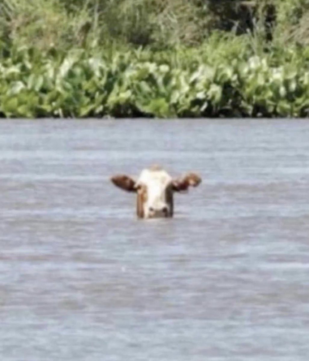 cow tweet media