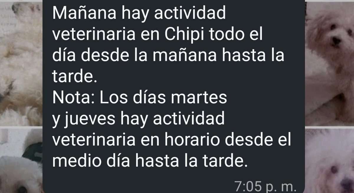 gracon27's tweet photo. #LaGuaira
#PlayaGrande

Mañana en Chipi🚨🚨🚨🚨🚨
Favor difundir
🫂🙏🏻🇻🇪 https://t.co/mBSS083AXz