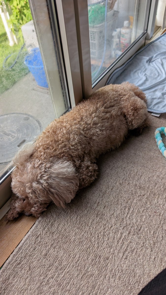 Junya_Barber's tweet photo. おはようございます
8月3日 月曜日
今日のワンニャンコ🐩🐈️

#トイプードル 
#トイプードル女の子 https://t.co/Wnk85dko1R