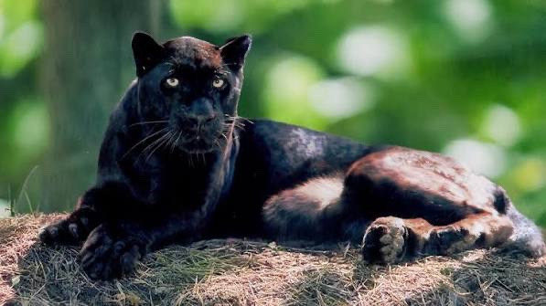Melonsodatwt's tweet photo. Kazui: literally any black wildcat https://t.co/gNj1mttJvy