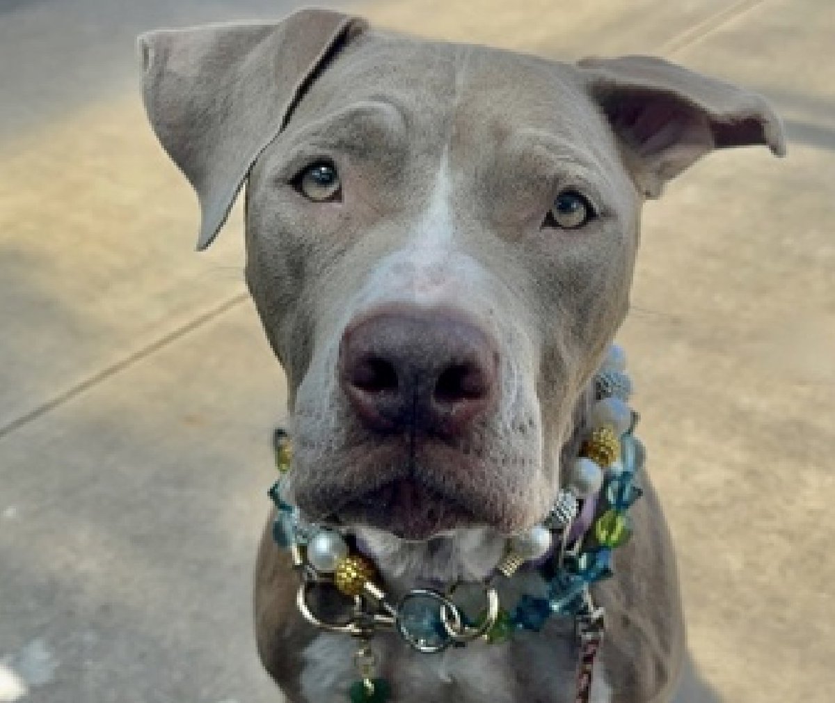 TAV4NYCACCDogs's tweet photo. Meet Sugar🥰
New Dog on the Block 
https://t.co/9YOjT7SPZI 
#AdoptMe 

Someone loved her
Finds herself at a Kill Shelter 
Sad, confused &amp; a little scared 
No notes🔥

Please share her for a chance at life https://t.co/4VF9VJYv5X