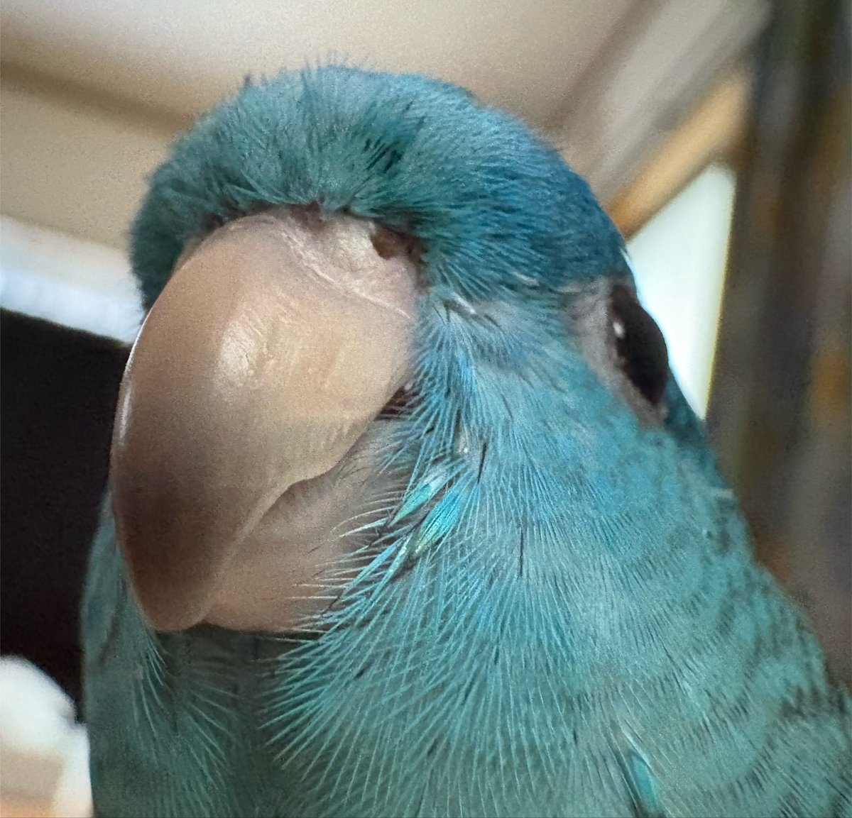 99_3373's tweet photo. おは

🩵50
🩷️47

#サザナミインコ https://t.co/hvmsZ9Eccq