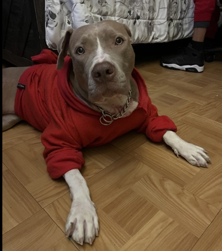 TAV4NYCACCDogs's tweet photo. Meet Sugar🥰
New Dog on the Block 
https://t.co/9YOjT7SPZI 
#AdoptMe 

Someone loved her
Finds herself at a Kill Shelter 
Sad, confused &amp; a little scared 
No notes🔥

Please share her for a chance at life https://t.co/4VF9VJYv5X