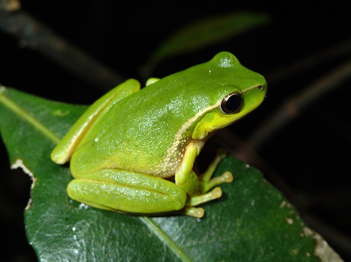 Melonsodatwt's tweet photo. Amane: leaf green tree frog https://t.co/T9NWlgKuT7