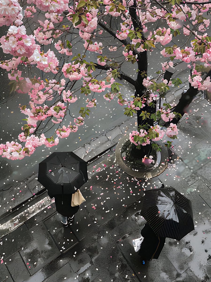 petalesblancs tweet picture