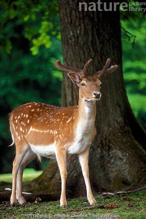 Melonsodatwt's tweet photo. Mikoto: fallow deer https://t.co/S0iWB2hZJU