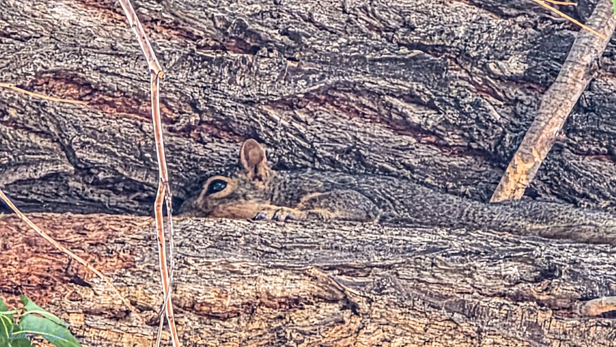 Grallon's tweet photo. This #squirrel was out in the #sun for a bit,  then he decided to get out of the sun,  and into a tree crevice. #wildlife #Sunday 
@KUTVJill @KUTV2News
@fox13 @NateLarsenWX @abc4utah @Stormy_Sanders4
@UUtah @NWF @weatherchannel @NWSSaltLakeCity https://t.co/WGbQYuyghK