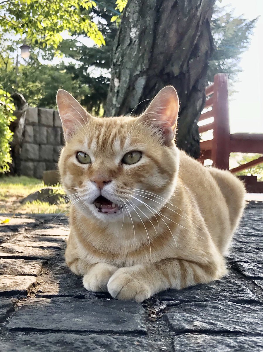 bijutsu1's tweet photo. 時をかける猫ねこ115 "Cats Who Leapt Through Time" (20180803) 

『Ken🐈‍⬛🐈Go』ちょうど 8年前🎨朝、ケンちゃんの先にゴッちゃんがいましたニャ。#尾道市立美館 #尾道 #猫 https://t.co/CUxpoUnONW