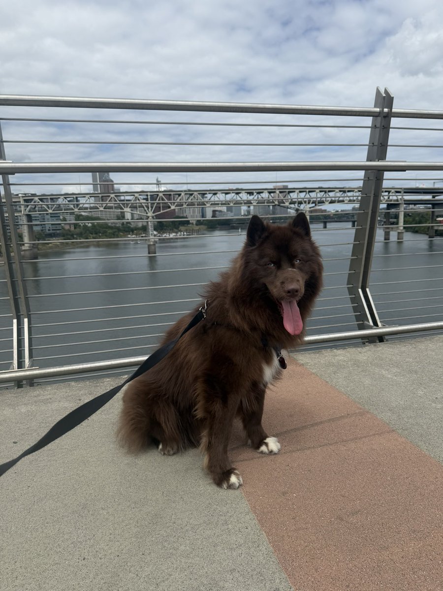 ChocoHIHusky's tweet photo. Happy Birthday Theo!!! He’s 2 years old.

#chocolatehusky #brownhusky #husky #theoraeken #teenwolf https://t.co/brK1WXnphe