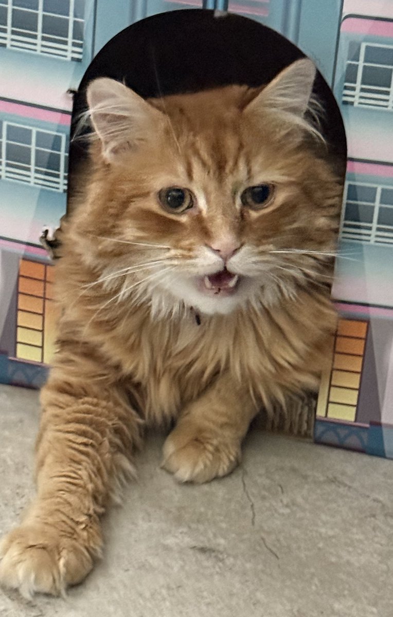AJamesMcCarthy's tweet photo. Gregory will defend his property if needed. He’s a very responsible homeowner. https://t.co/0XATTxvJD2
