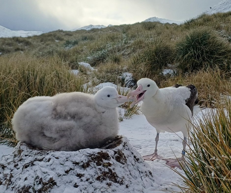 albatross_story's tweet photo. ひなちゃんのもぐもぐタイム✨

こちらはワタリアホウドリのアオイちゃんのご近所さん親子です。親鳥さんが海から戻ってきて、ちょうどひなちゃんにごはんを与えるところのようです。

お留守番を頑張っているひなちゃん、お腹いっぱいになるまでごはんもらえたかな？☺️

📷 Hannah Greetham https://t.co/08vOxUvoNi