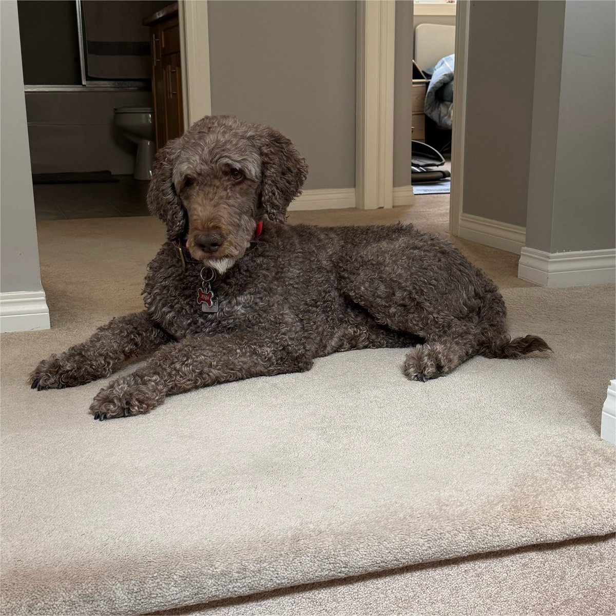 Ryan_the_Spoo's tweet photo. Welp, it’s happened again… me soft, sensitive paws are hurt again and dad doesn’t know how. I was fine in the morning but after work I’ve been licking it a lot. Ugh. #spoo https://t.co/zoOBUmG9FT