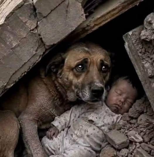 _Gibsonmel_'s tweet photo. In the midst of destruction, a dog became a protector. 

Sometimes, love and loyalty appear where we least expect them.

“A righteous man cares for the needs of his animal.”  Proverbs 12:10 ✝️🙏🏻

If this touched your heart, leave a ❤️. https://t.co/jIzxRnViSc