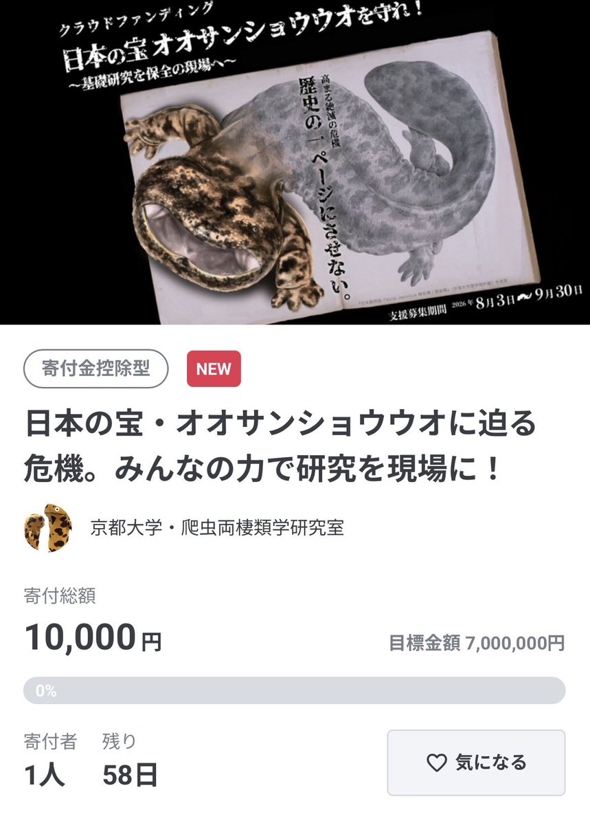 nishikawa_lab's tweet photo. オオサンショウウオクラファン第2弾、本日スタートしました！

https://t.co/4eDy4iHzv8

開始早々からすでに温かいご支援をいただいております。ありがとうございます😭✨

オオサンショウウオを未来へつなぐための活動を、ぜひ応援してください。

ご支援・拡散のご協力をよろしくお願いいたします！ https://t.co/J1RuNn7XQn