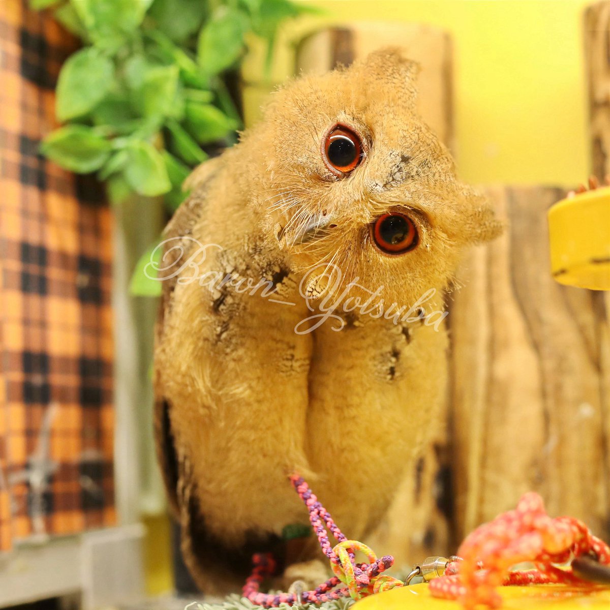 yotsuba__photo's tweet photo. ルソンも可愛いよね。
良く慣れていてこちらの写真は20秒程で撮影したものです。
#鳥のいるカフェ #ルソンオオコノハズク #eos5dmark4 #sigma35mmart https://t.co/xGGSsa4iIo