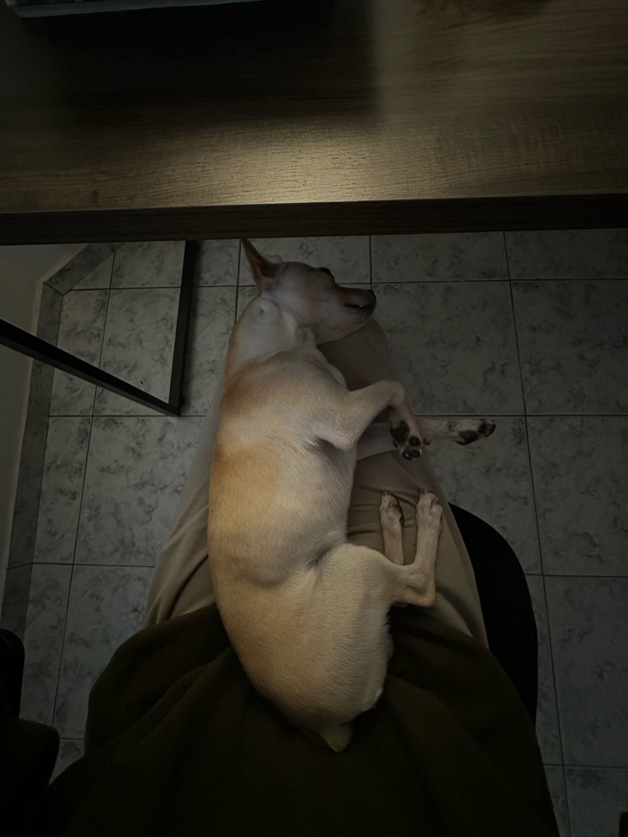 samsillvva's tweet photo. alguém ficou viciado em dormir no meu colo enquanto trabalho https://t.co/b4KrCliFtD