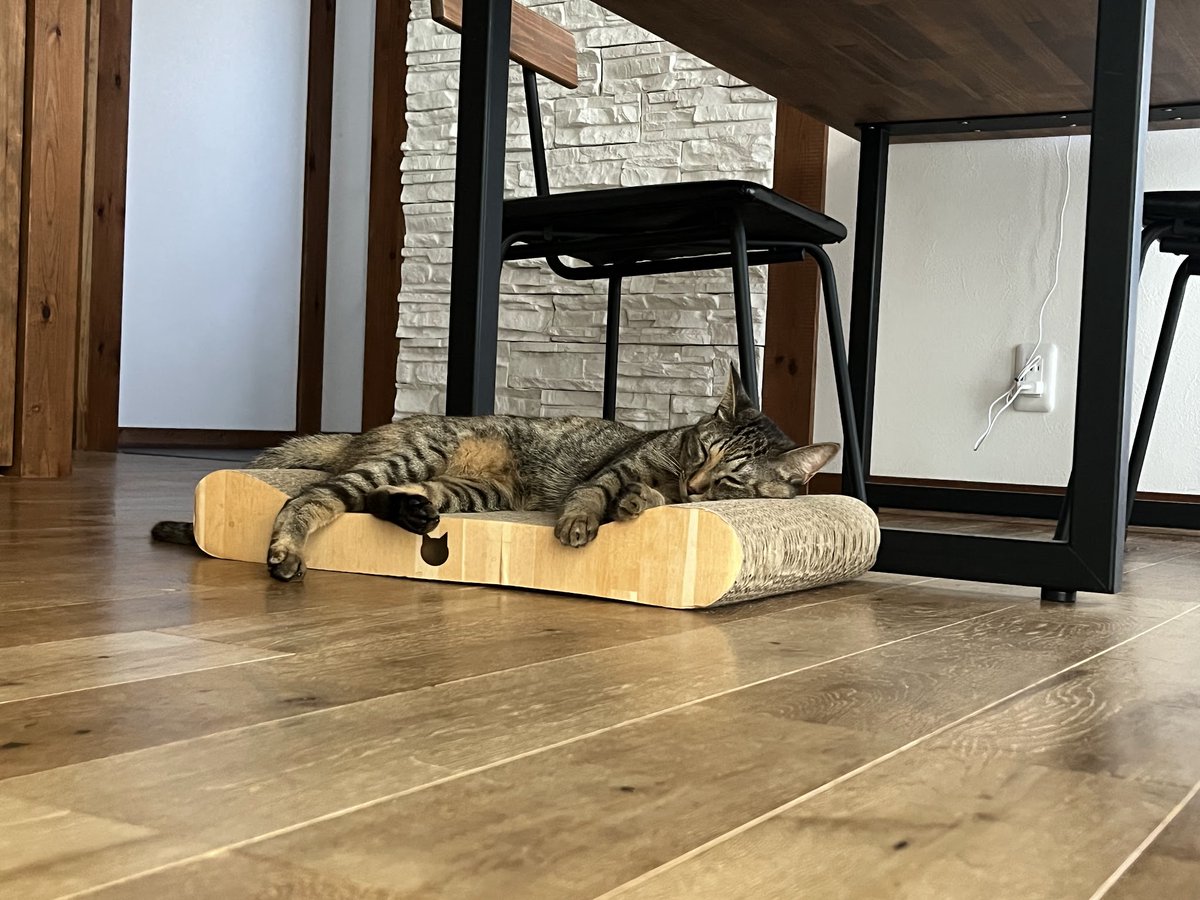 shupippip's tweet photo. 本日のシュピです。お納めください。
#キジトラ #猫のいる暮らし #猫のいる生活 #猫好き https://t.co/pFabK8Jntl