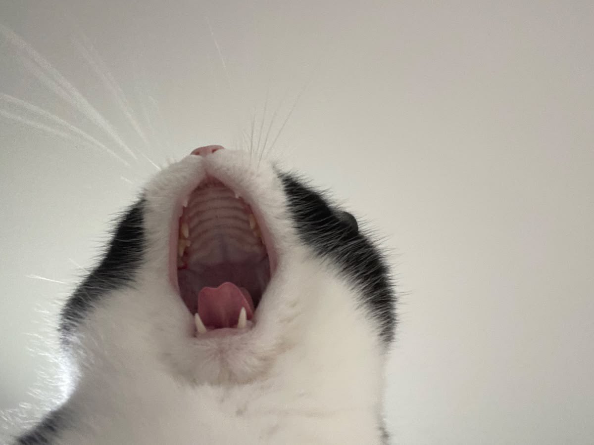 gatinarios's tweet photo. AAAAAAAAAAAA https://t.co/MxfR2VHoIe
