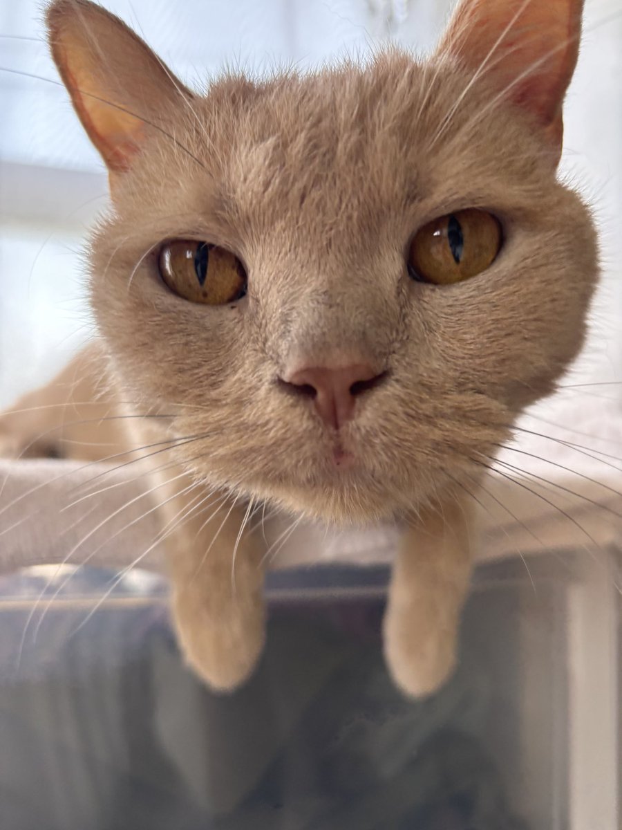 jun_mamoru's tweet photo. 主と一緒でお腹わるわる中のじゅんちゃん🐱
写真はちょっぴり前

#猫のいる暮らし
#拡張型心筋症
#ブリティッシュショートヘア
#闘病中
#猫好きと繋がりたい https://t.co/BO7jVC019h