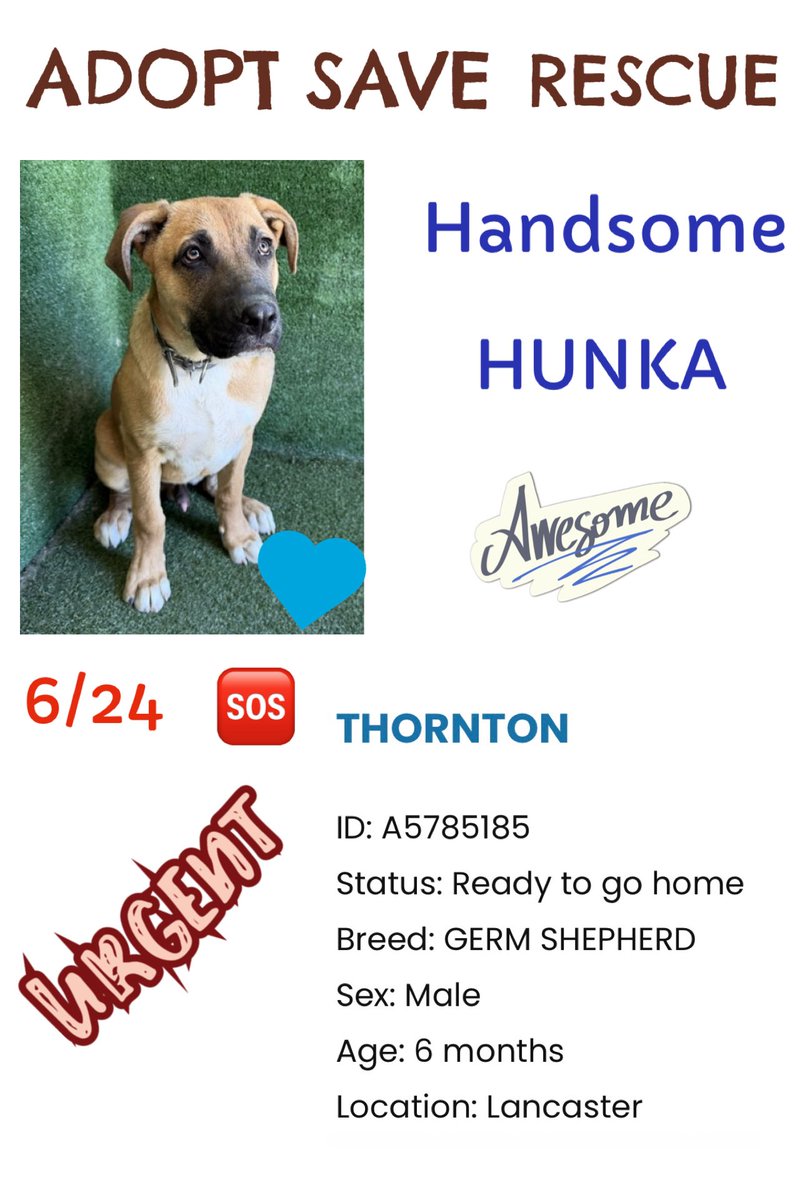 SarahjaneGille1's tweet photo. PLEASE 🙏 HELP ~ THORTON SO URGENT 6/24 Available for now CRITICAL URGENT 🚨 Monday #REPOST #SHARE @AnimaLancaster #GermanShepherd needs our HELP ENTERED JUNE + #GSDbreed  highly euthanized @AnimaLancaster 

THORTON  🆔 #A5785185 Male 7m #PUPPY Entered 6/24 “HANDSOME” ‼️🚨🆘🛟⬇️
~German shepherds have NOT fared well recently 😞 ‼️
~After a wknd dogs don’t fare well 💦

Lancaster Animal Care Center
5210 W Ave | Lancaster, CA 93536
(661) 940-4191
wcarranza@animalcare.lacounty.gov
lacclancasterrescue@animalcare.lacounty.go
V
Please share. A share may save his life.
@mapleveewesem @SabaMekaZeus @LilaFlw @Timber_MT @8415_n @MarjonQ17isBACK @SueGillmeister @Malimum17 @Iza_2021 @Iza_2021 @IsaBobby2406 @NettaTah @LoneStarChica #adoptthortongermanshepherd #adoptgermanshepherdslancasterca #adoptgermanshepherdscalifornia #adoptthortonlancastercashelter #savethorton #savethortonlancasterca #savethortongermanshepherd