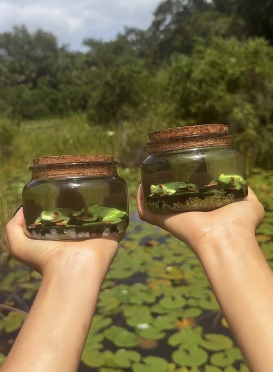 ehlloart's tweet photo. Frog potions🫧🐸🌿🐸🫧 https://t.co/bp5Of119bV