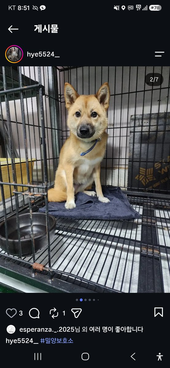 animalrtaccount's tweet photo. 제발알티부탁해요. 2일뒤 8.5 안락사. 공고번호 0146
070 4113 7288 밀양보호소 https://t.co/Uh6s8jz6HS