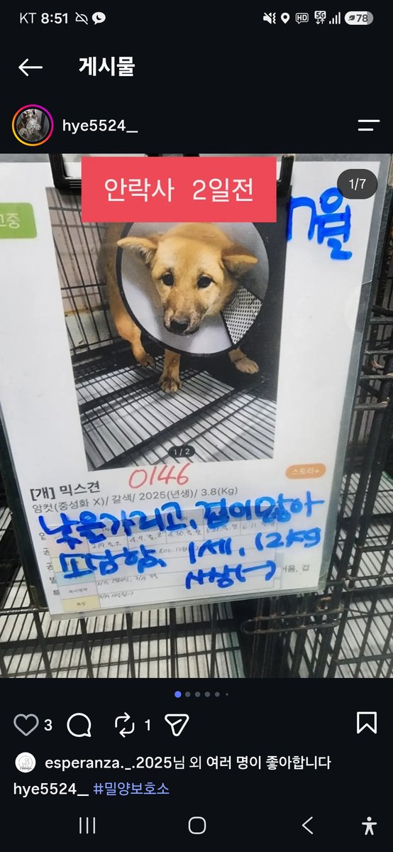 animalrtaccount's tweet photo. 제발알티부탁해요. 2일뒤 8.5 안락사. 공고번호 0146
070 4113 7288 밀양보호소 https://t.co/Uh6s8jz6HS