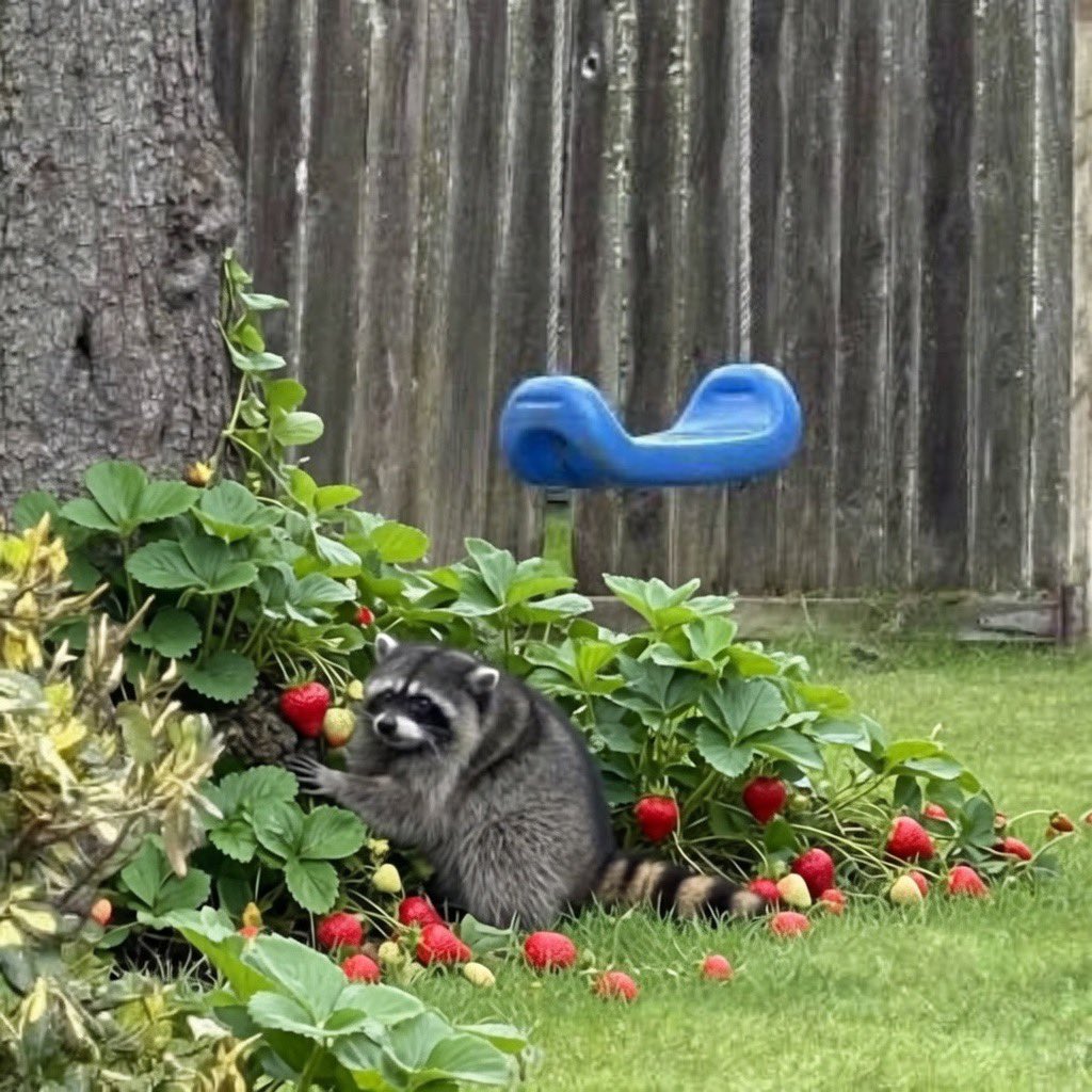 ItsUncleAndy's tweet photo. @garyvee Jimothy loves strawberries https://t.co/LPhO108u8C