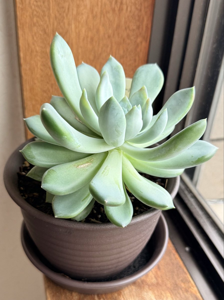 □ This is an example of a succulent plant. I didn't buy it—it