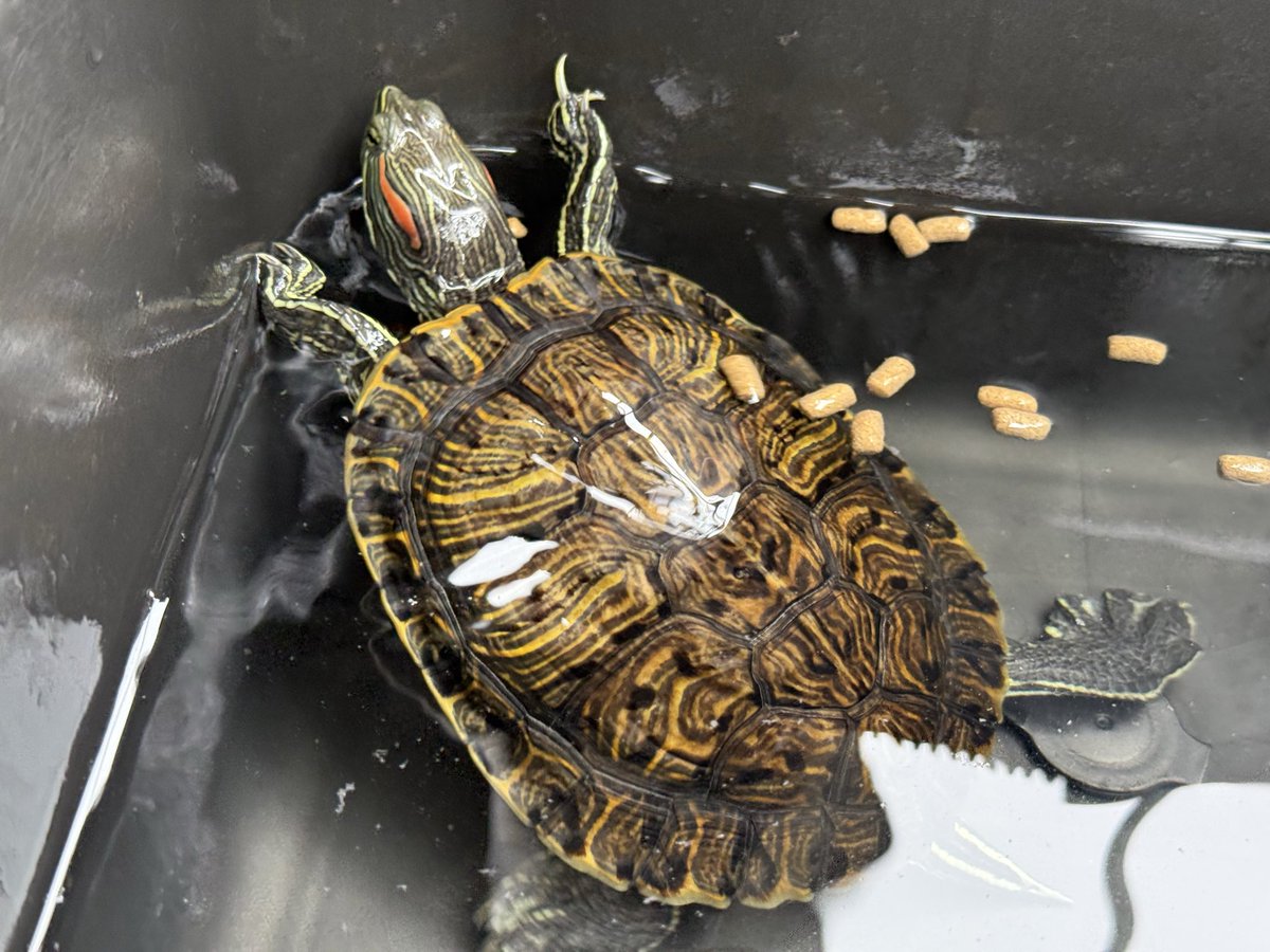 LP_izumimami's tweet photo. 月曜日の楽しみ🐢 https://t.co/7JwdliRrzR
