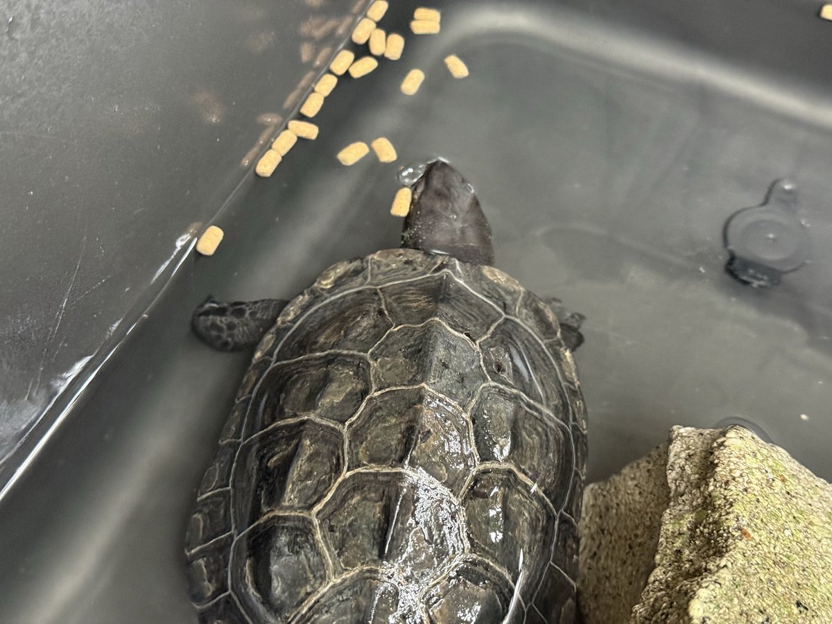 LP_izumimami's tweet photo. 月曜日の楽しみ🐢 https://t.co/7JwdliRrzR
