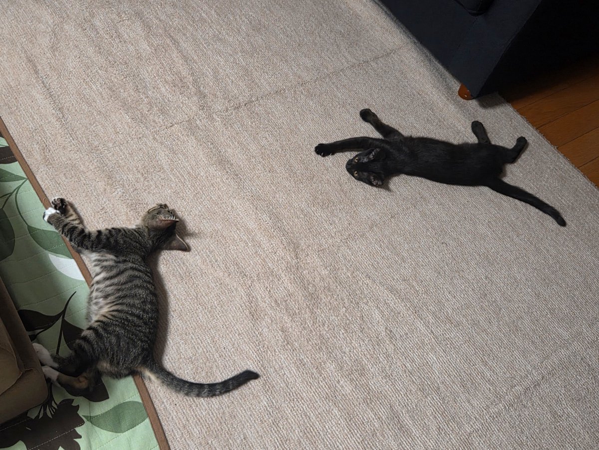 momochan0620's tweet photo. おはよー🐈️🐈️✨
お子ちゃまの寝相アートみたい。笑

#猫のいる暮らし
#ねこ
#こねこ https://t.co/sJay4yC2yr