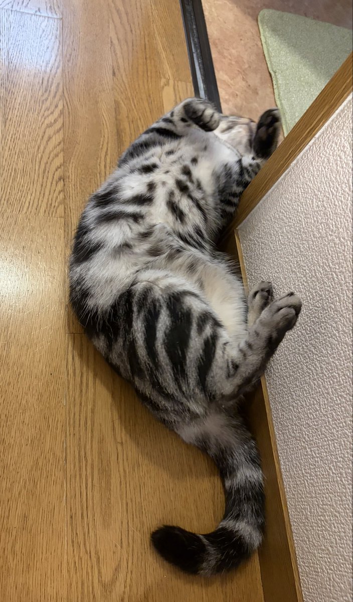 abobo_321's tweet photo. 暑さで廊下にひっくり返るうちの猫さん https://t.co/h3yUGHjvh1