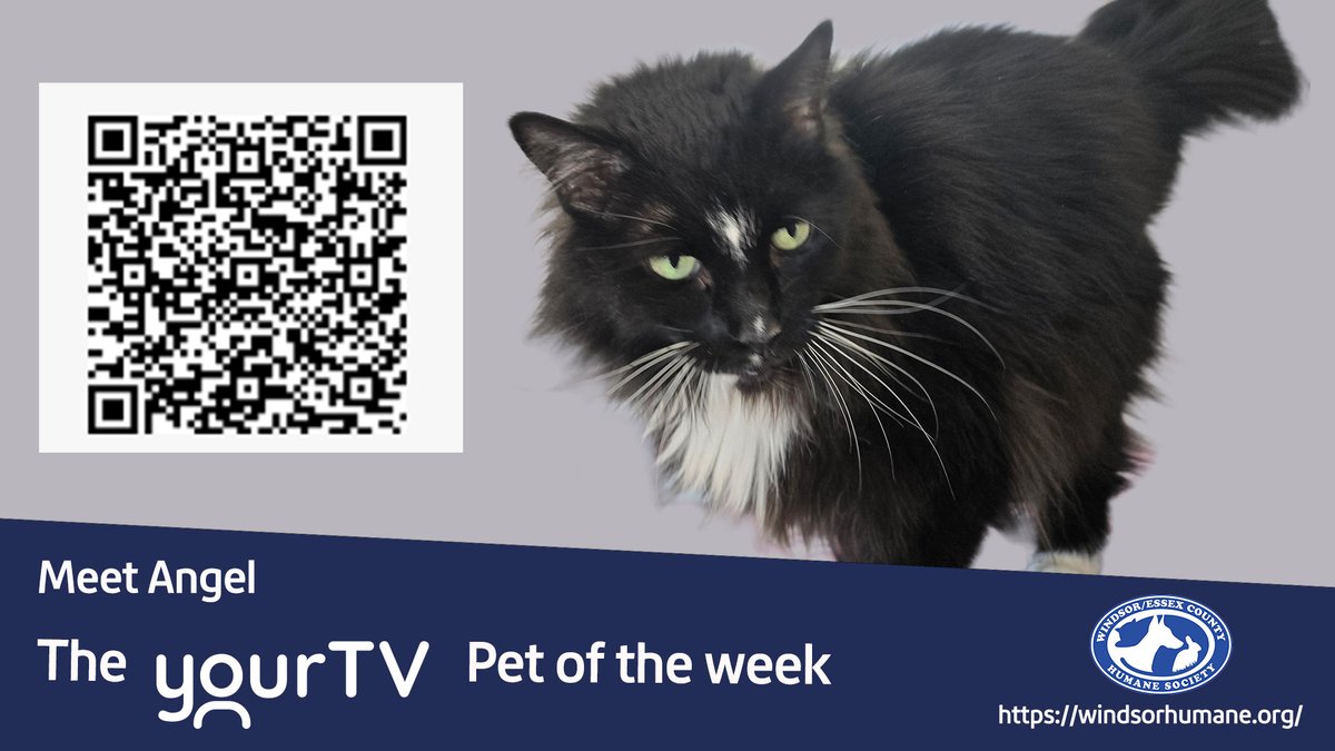 yourtvwindsor's tweet photo. Meet Angel the yourtv pet of the week! 

To adopt them or for more information please follow the QR code or follow the link below:  
https://t.co/s2z3x8gFWF

@windsorhumane

#petoftheweek  #yourtv #trulylocal #windsorhumanesociety #yqg https://t.co/HnHWGzFlGZ