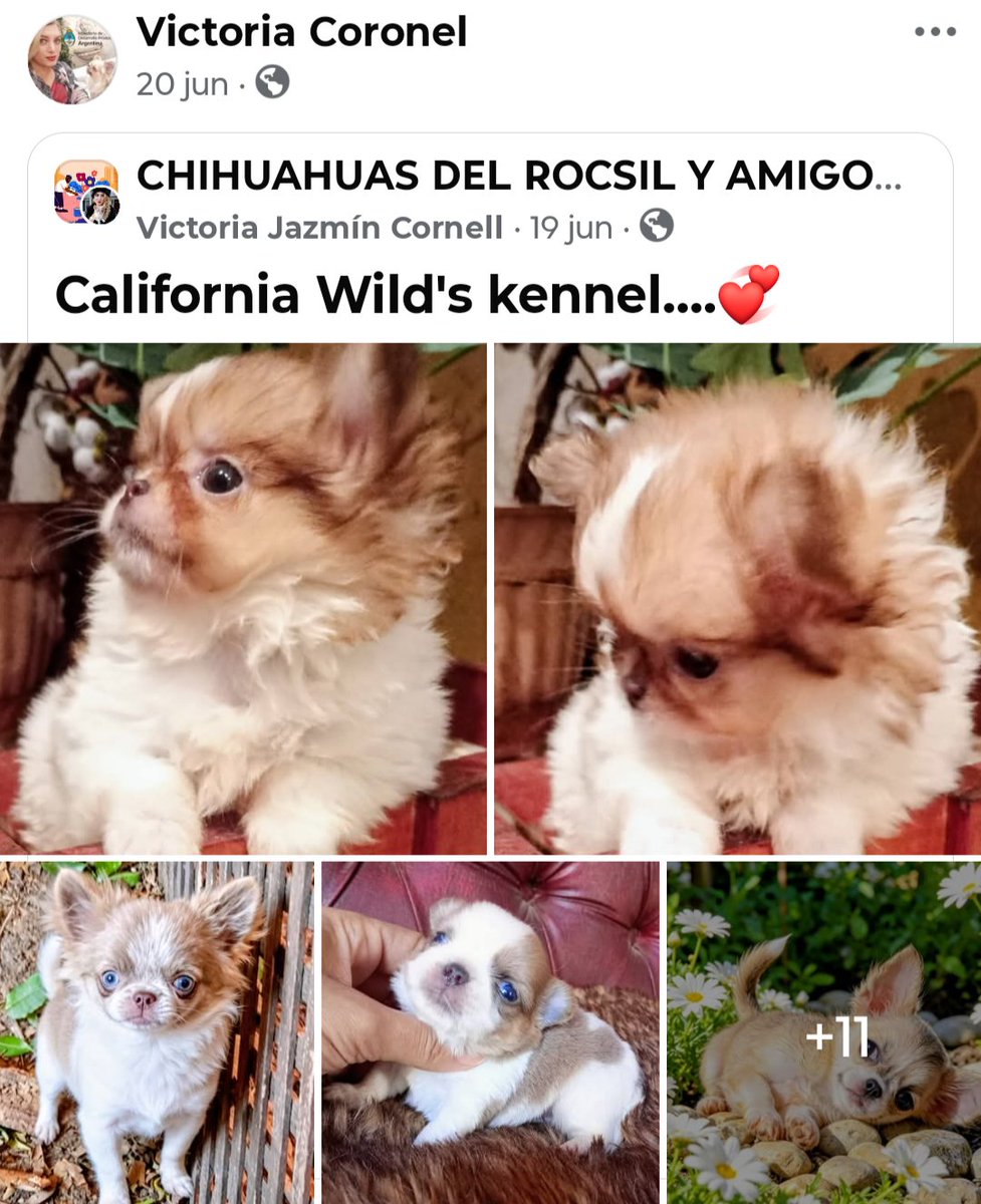 MarothiNagel's tweet photo. Ella es la amiga de la diputada @KarenReichardt1 y quien redactó el proyecto de regulación de criaderos. Según su foto de perfil (Facebook), es funcionaria del Min. de Desarrollo Productivo, tiene criadero/comercializa chihuahuas y aboga por las carreras de galgos, ya prohibidas. https://t.co/4jfCO7WXq0
