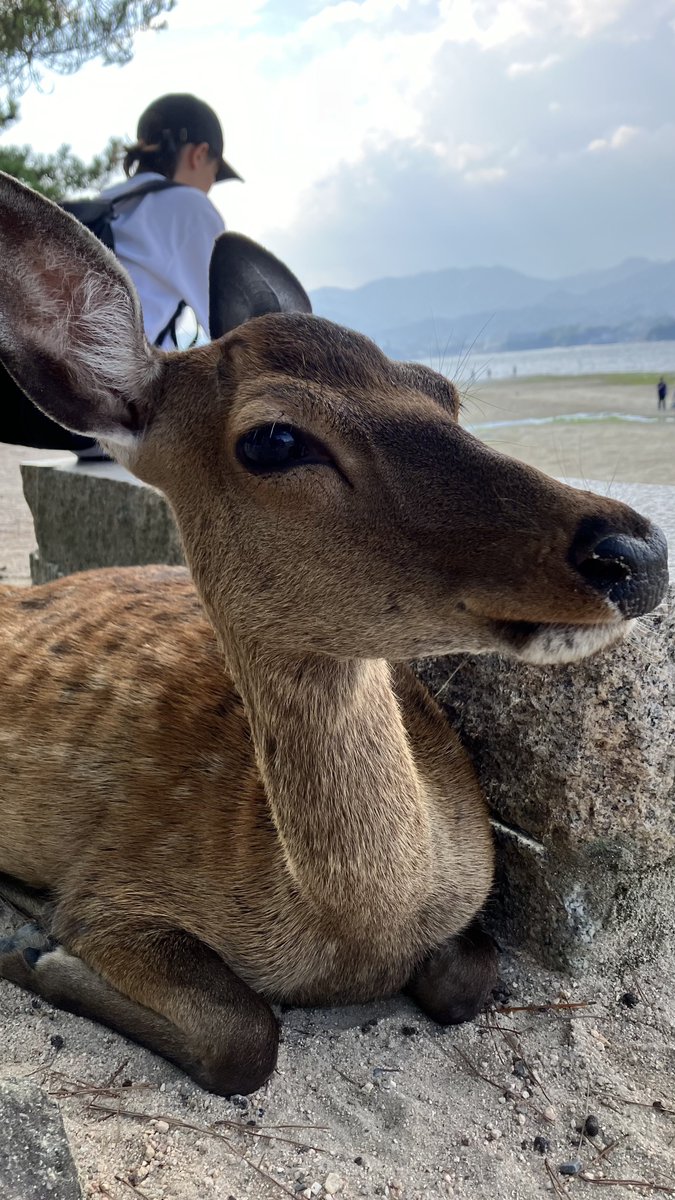 piro1791's tweet photo. The tourist season is here!
I’m sure everyone throws their trash in the bin, but if you happen to see any litter lying around, I’d love it if you could pick up even just one piece.
When I visited Miyajima the year before last, I was watching a deer when it started munching on a plastic lid that had been dropped; I actually had to stick my fingers into its mouth to pull it out.
It's not just my favorite deer that might eat it; other animals might too, so let's help by picking up the trash.